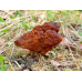 Мицелий Строчка обыкновенного (Gyromitra esculenta)